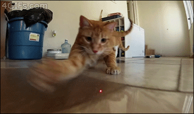 レーザーポインター猫目